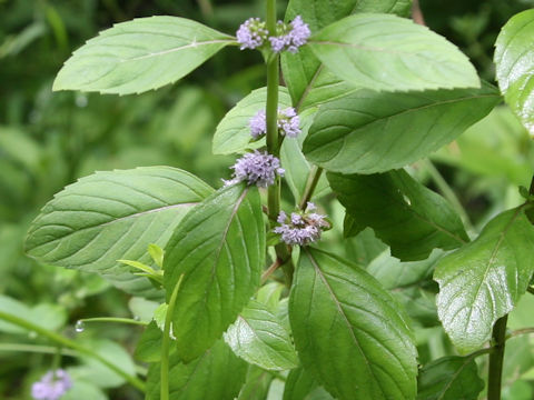 Mentha arvensis var. piperascens