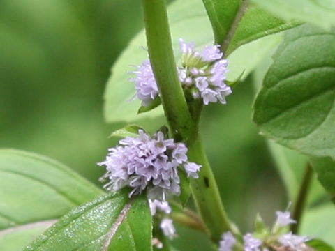Mentha arvensis var. piperascens