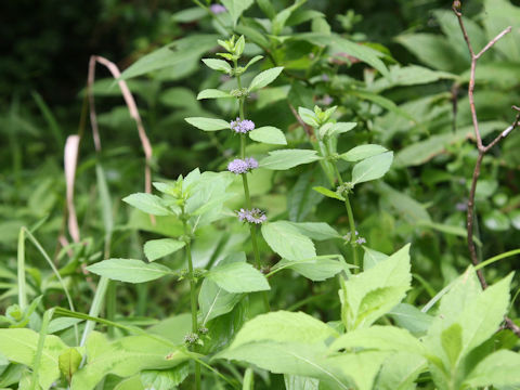 Mentha arvensis var. piperascens