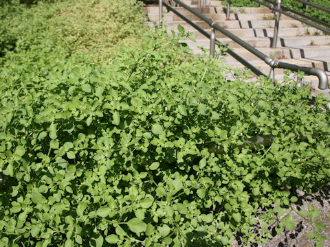 Salpichroa origanifolia