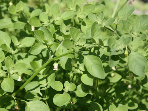 Salpichroa origanifolia