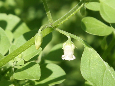 Salpichroa origanifolia