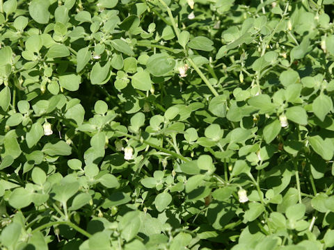 Salpichroa origanifolia