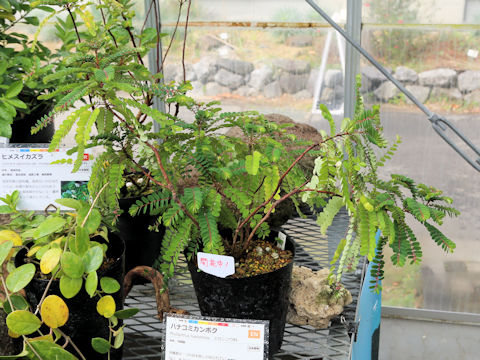 Phyllanthus liukiuensis