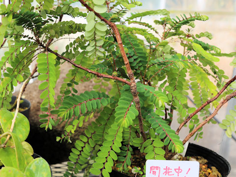 Phyllanthus liukiuensis