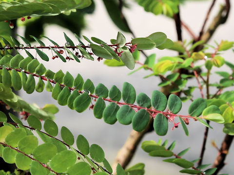 Phyllanthus liukiuensis