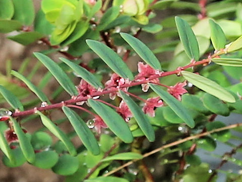 Phyllanthus liukiuensis