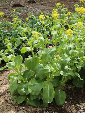 Brassica rapa var. glabra