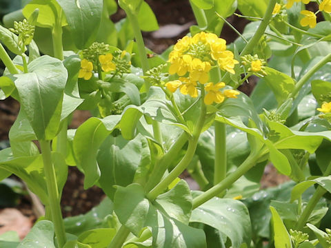 Brassica rapa var. glabra
