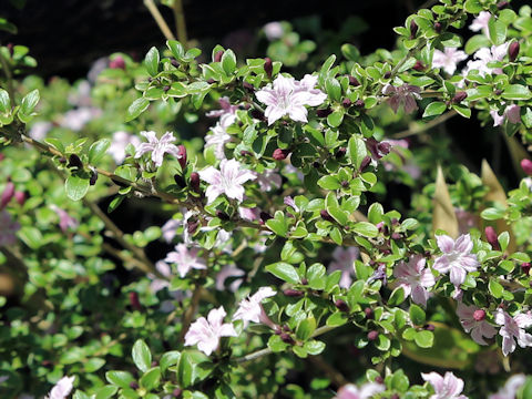 Serissa japonica