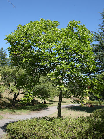 Magnolia heptapeta