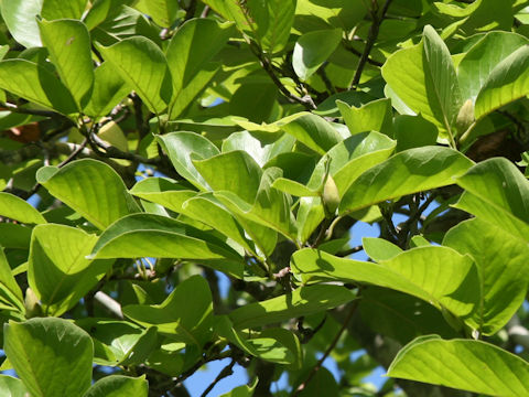 Magnolia heptapeta