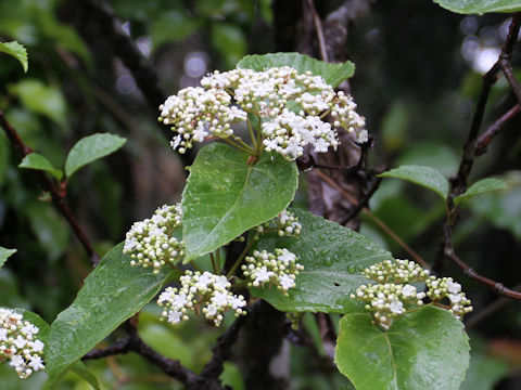 Viburnum japonicum