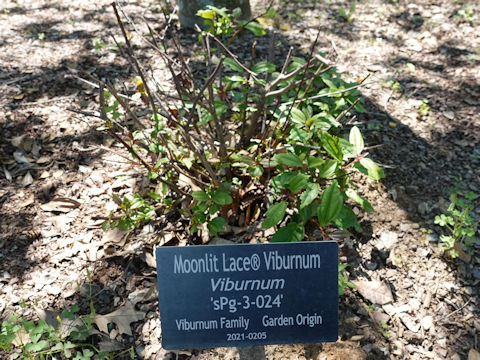 Viburnum japonicum cv. Moonlit Lace