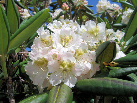 Rhododendron brachycarpum