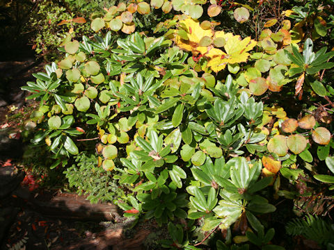 Rhododendron brachycarpum