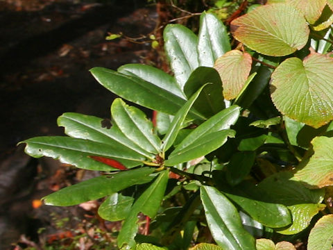 Rhododendron brachycarpum