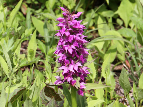 Orchis aristata