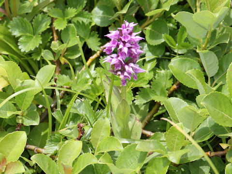 Orchis aristata f. punctata