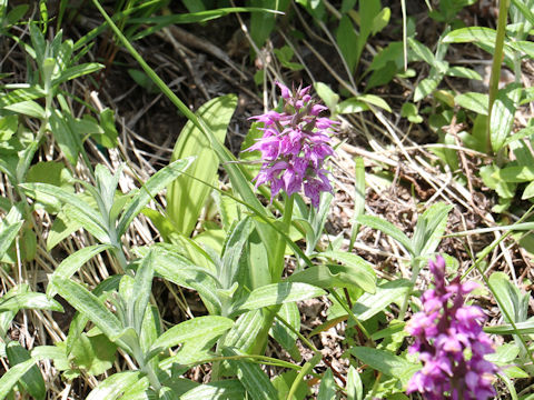 Orchis aristata f. punctata