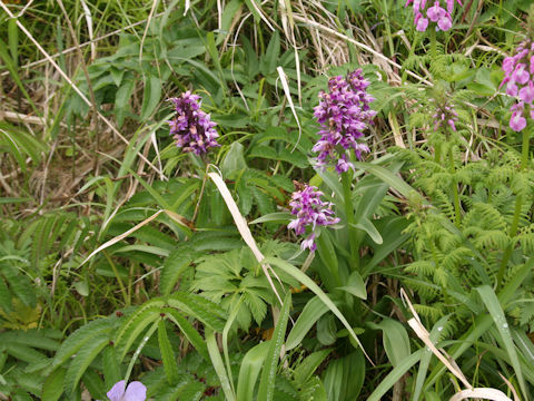 Orchis aristata