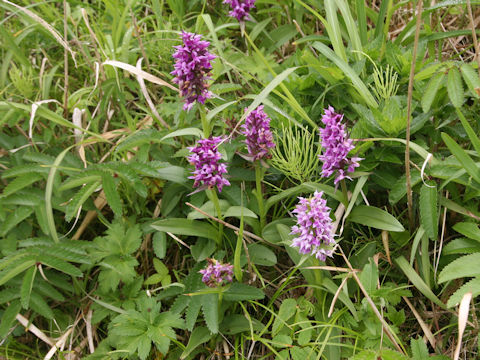 Orchis aristata