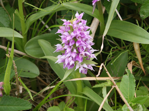 Orchis aristata