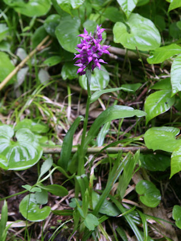 Orchis aristata