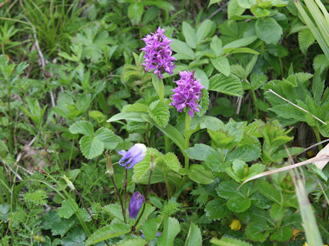 Orchis aristata