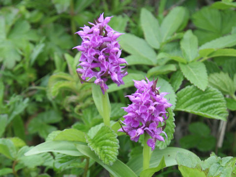 Orchis aristata