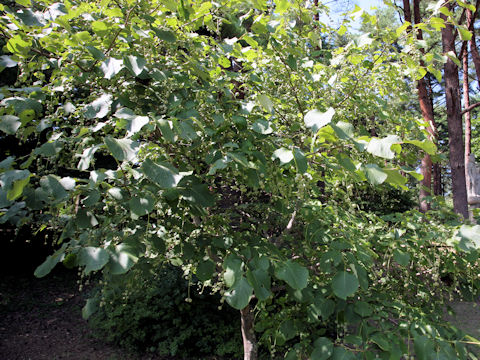 Styrax obassia