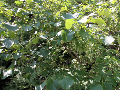 Styrax obassia