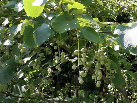 Styrax obassia