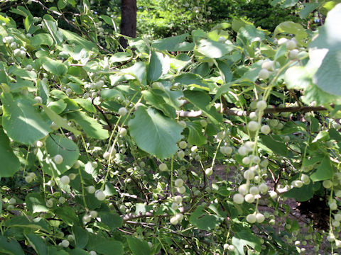 Styrax obassia