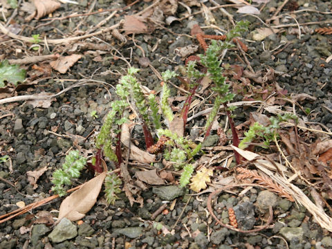 Cirsium maritimum