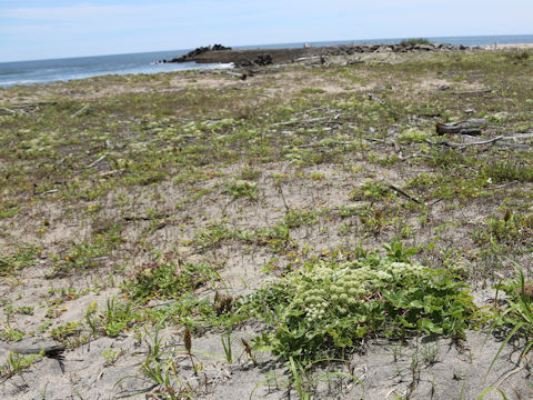 Glehnia littoralis
