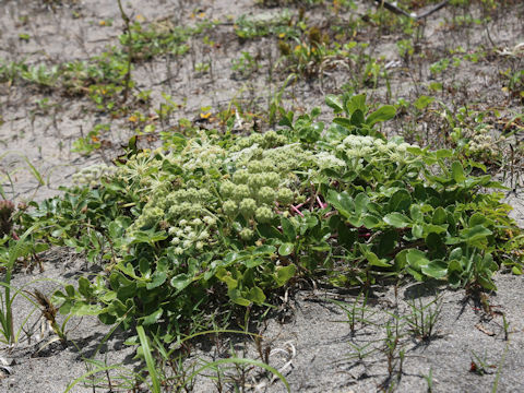 Glehnia littoralis