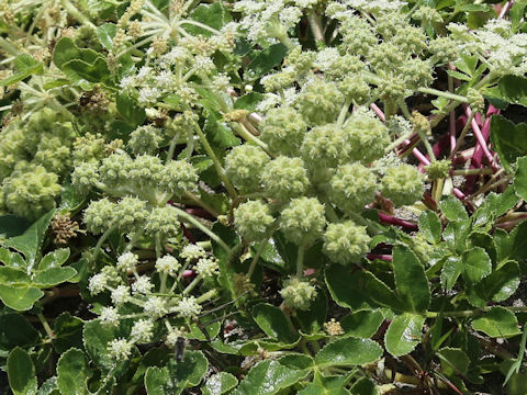 Glehnia littoralis