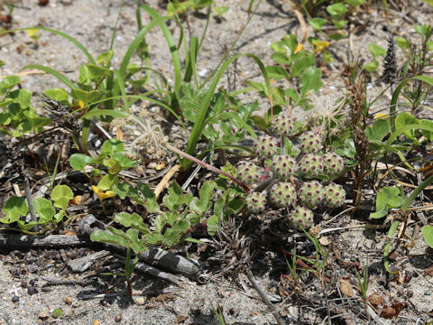 Glehnia littoralis