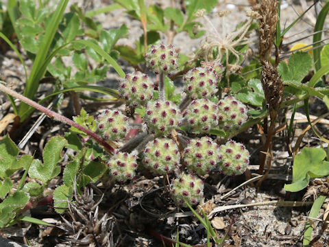 Glehnia littoralis