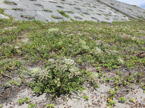Glehnia littoralis