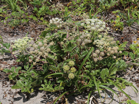 Glehnia littoralis