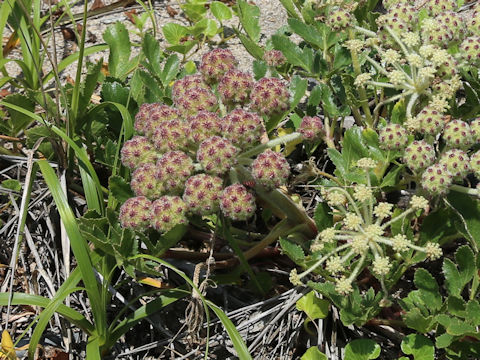 Glehnia littoralis