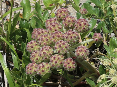 Glehnia littoralis