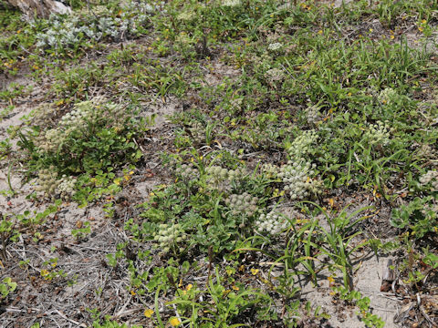 Glehnia littoralis