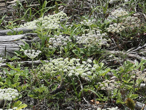 Glehnia littoralis