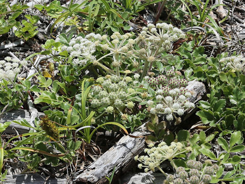 Glehnia littoralis
