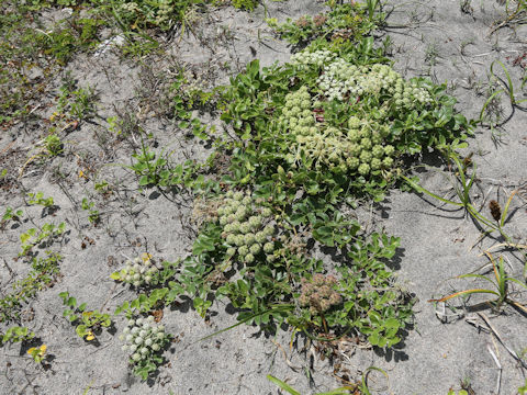 Glehnia littoralis