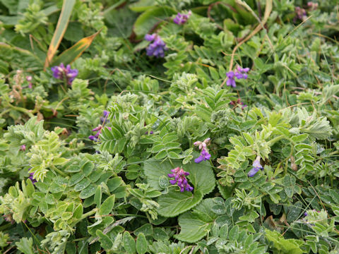 Lathyrus japonicus