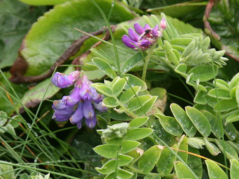 Lathyrus japonicus